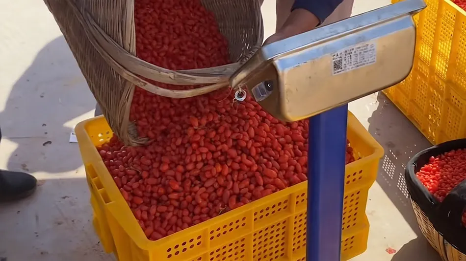 goji berries natural fruit rich in anthocyanins