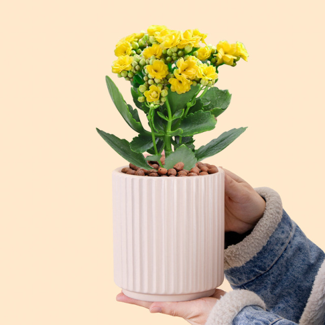 Cylinder Ceramic Plant pot