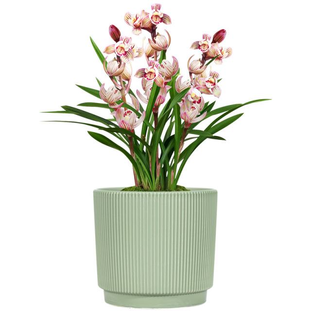 3PCS set fluted ceramic planter pots