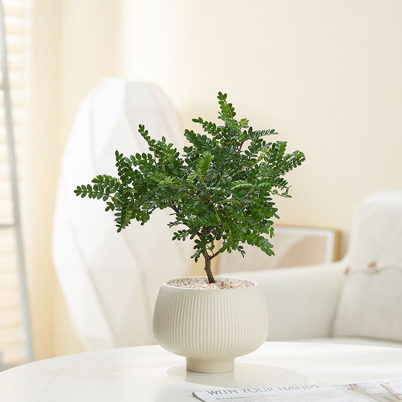 JLYF3905 Matte white glazed small ceramic plant pot for indoor use