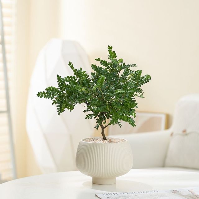 JLYF3905 Matte white glazed small ceramic plant pot for indoor use