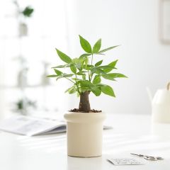 JLYF3913 New design ceramic plant pot Beige