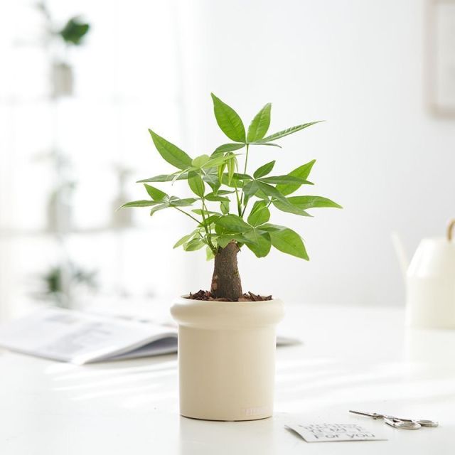 JLYF3913 New design ceramic plant pot Beige