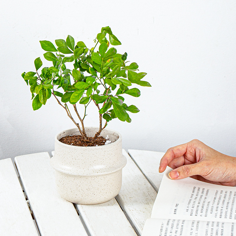 JLYF3917 Speckle glazed unique design ceramic planter pot