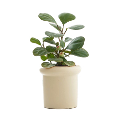 JLYF3913 New design ceramic plant pot Beige