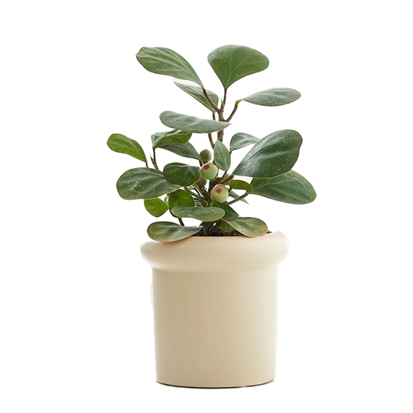 JLYF3913 New design ceramic plant pot Beige