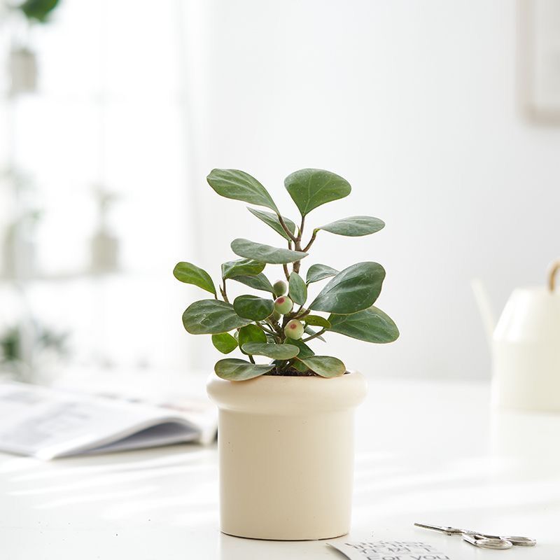 JLYF3913 New design ceramic plant pot Beige