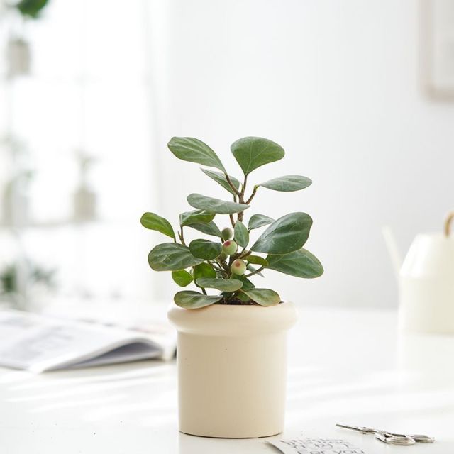 JLYF3913 New design ceramic plant pot Beige