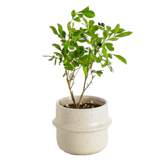JLYF3917 Speckle glazed unique design ceramic planter pot