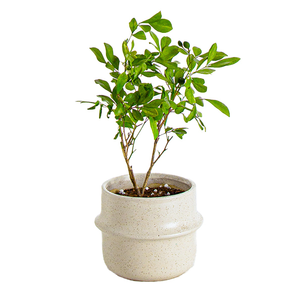 JLYF3917 Speckle glazed unique design ceramic planter pot