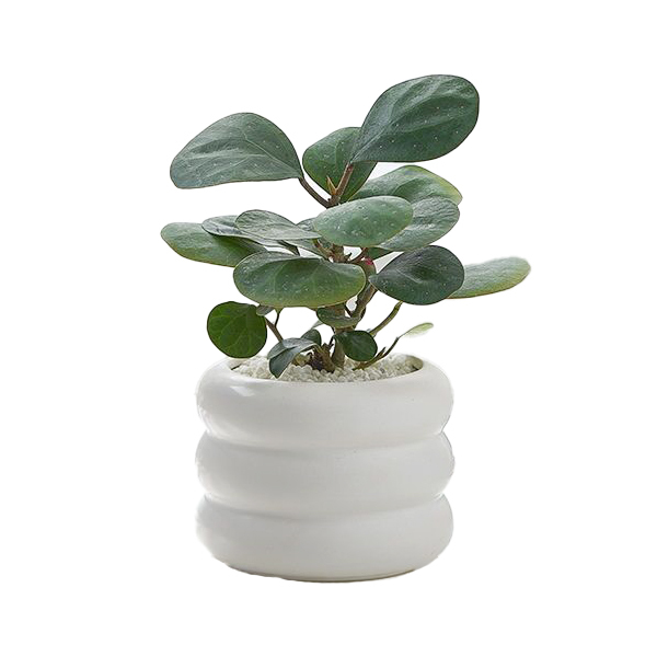 JLYF3912 Hot sell matte white glazed small ceramic plant pot