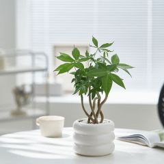 JLYF3912 Hot sell matte white glazed small ceramic plant pot
