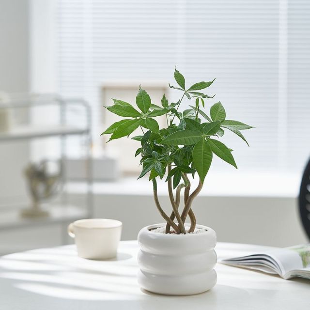 JLYF3912 Hot sell matte white glazed small ceramic plant pot