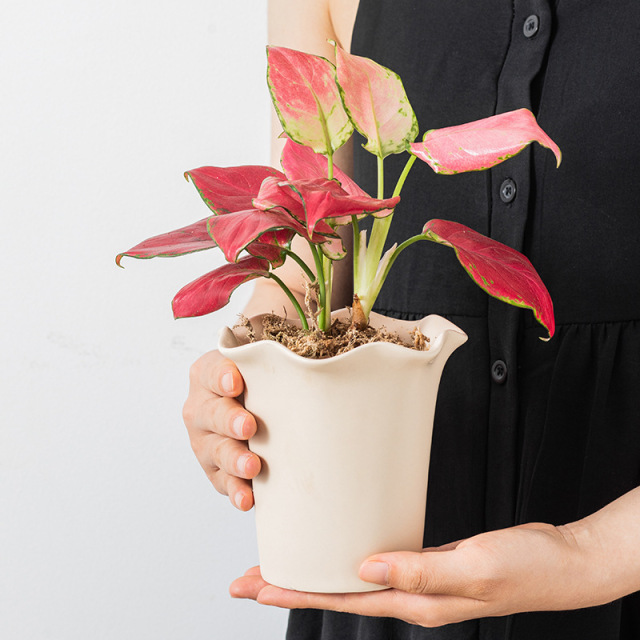 JLYF3908 Floral design matte glazed ceramic plant pot