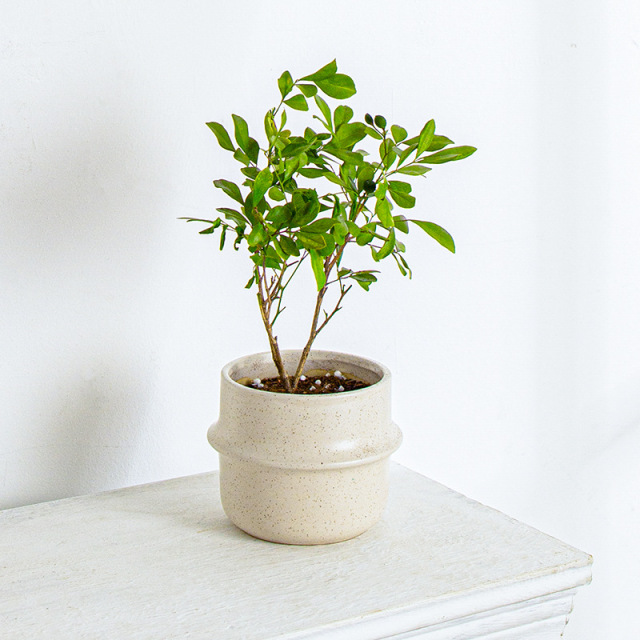JLYF3917 Speckle glazed unique design ceramic planter pot