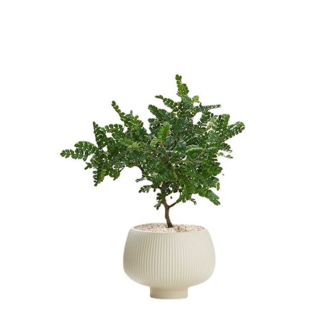 JLYF3905 Matte white glazed small ceramic plant pot for indoor use