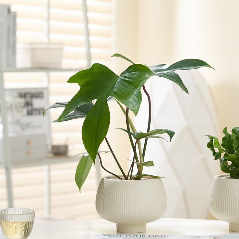JLYF3905 Matte white glazed small ceramic plant pot for indoor use