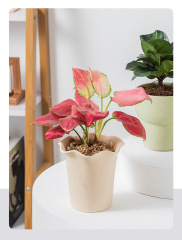 JLYF3908 Floral design matte glazed ceramic plant pot