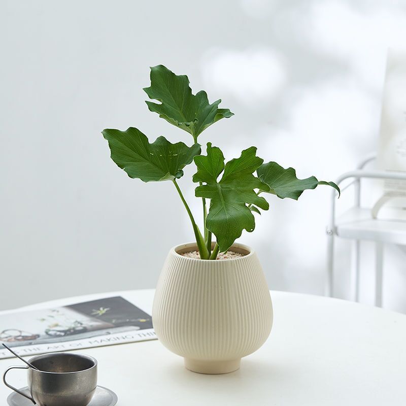 JLYF3919 Fluted design ceramic plant pot for indoor use
