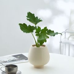 JLYF3919 Fluted design ceramic plant pot for indoor use