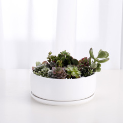 JL7011 Bowl shaped indoor glarden ceramic succulent planter pots with tray