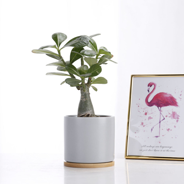 JL8095 Satin glaze cylinder ceramic succulent planter with bamboo tray
