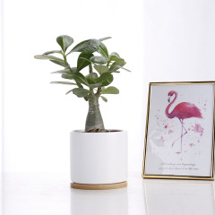 JL8095 Satin glaze cylinder ceramic succulent planter with bamboo tray