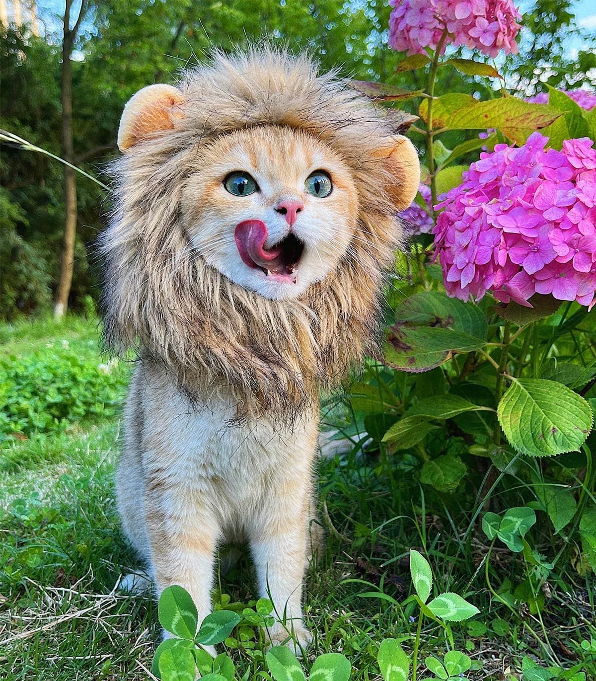 Lion Mane Wig for Cat Costume Pet