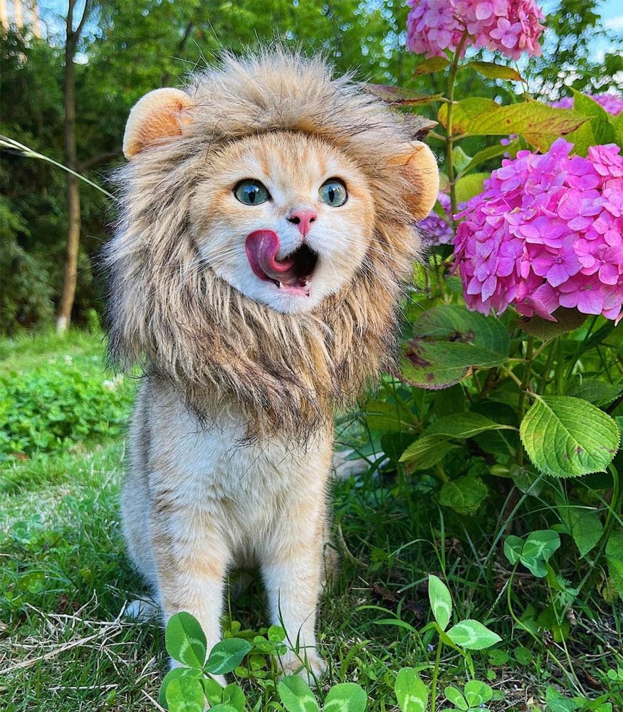 Lion Mane Wig for Cat Costume Pet