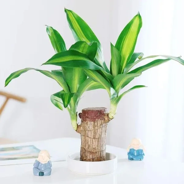 🎉🎉SUMMER FLASH DEAL 🌱🌱 Lucky Brazil Wood Potted Plant 🌱🌱