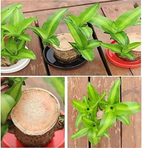 🎉🎉SUMMER FLASH DEAL 🌱🌱 Lucky Brazil Wood Potted Plant 🌱🌱