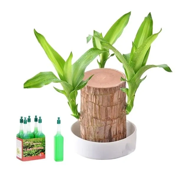 🎉🎉SUMMER FLASH DEAL 🌱🌱 Lucky Brazil Wood Potted Plant 🌱🌱