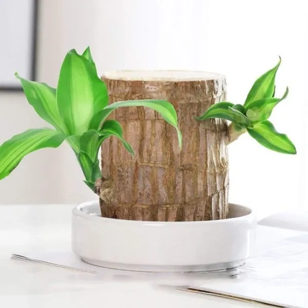 🎉🎉SUMMER FLASH DEAL 🌱🌱 Lucky Brazil Wood Potted Plant 🌱🌱