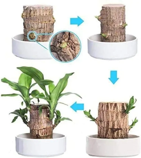 🎉🎉SUMMER FLASH DEAL 🌱🌱 Lucky Brazil Wood Potted Plant 🌱🌱