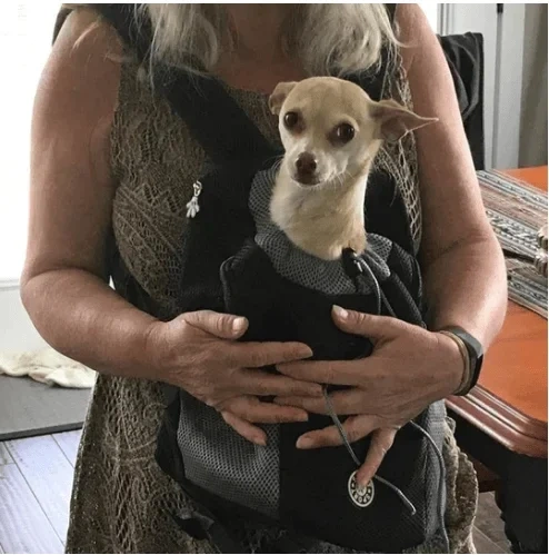 🔥 49% OFF🔥2023 Summer Dog Backpack🐶