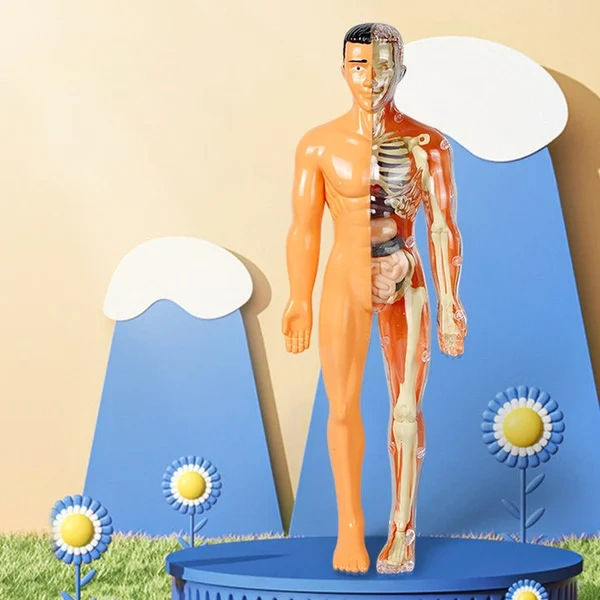 🔥48% OFF - 3d Human Body Torso Model for Kid Anatomy Model Skeleton