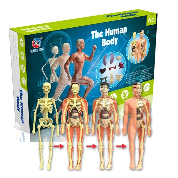 🔥48% OFF - 3d Human Body Torso Model for Kid Anatomy Model Skeleton