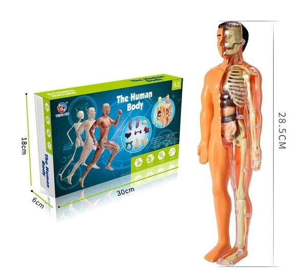 🔥48% OFF - 3d Human Body Torso Model for Kid Anatomy Model Skeleton