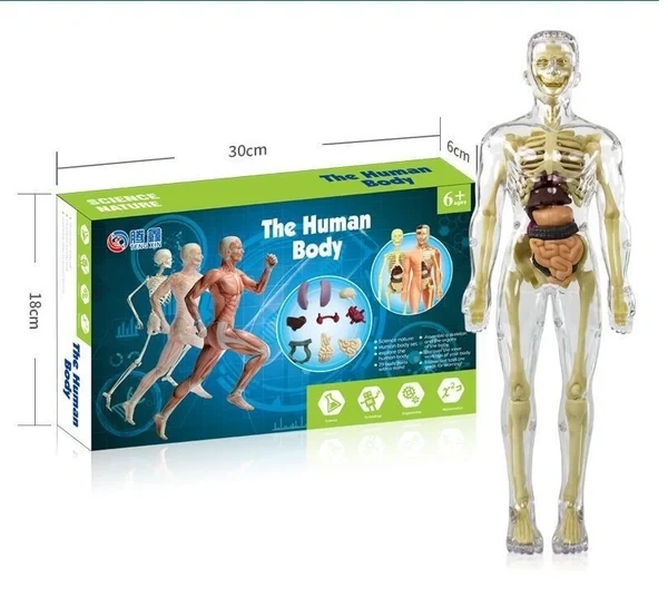 🔥48% OFF - 3d Human Body Torso Model for Kid Anatomy Model Skeleton