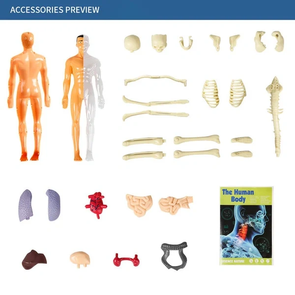 🔥48% OFF - 3d Human Body Torso Model for Kid Anatomy Model Skeleton