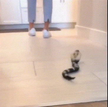 🐍Tricky Toys -Remote control Naja snake toy