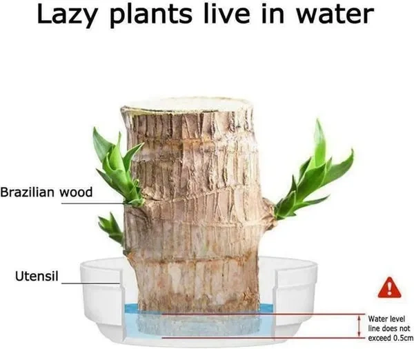 🎉🎉SUMMER FLASH DEAL 🌱🌱 Lucky Brazil Wood Potted Plant 🌱🌱