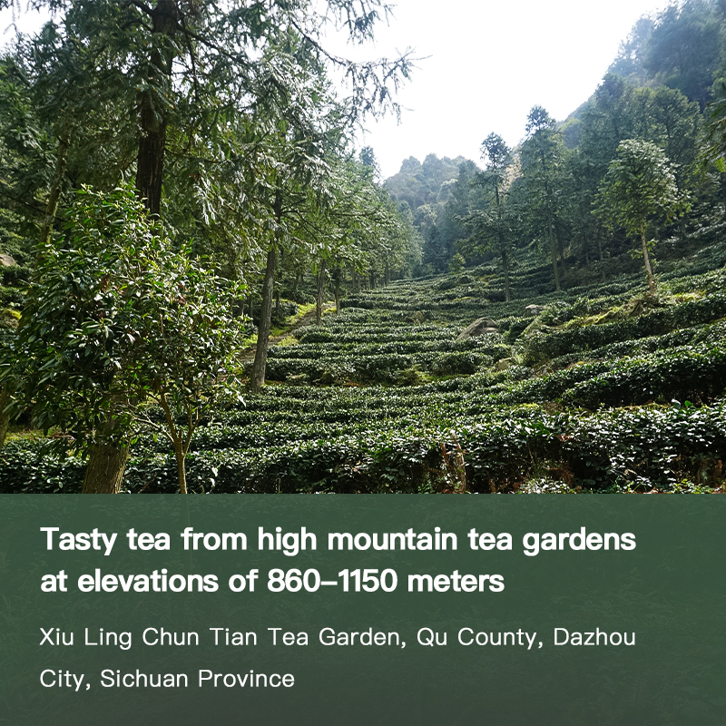 Sichuan Black Tea