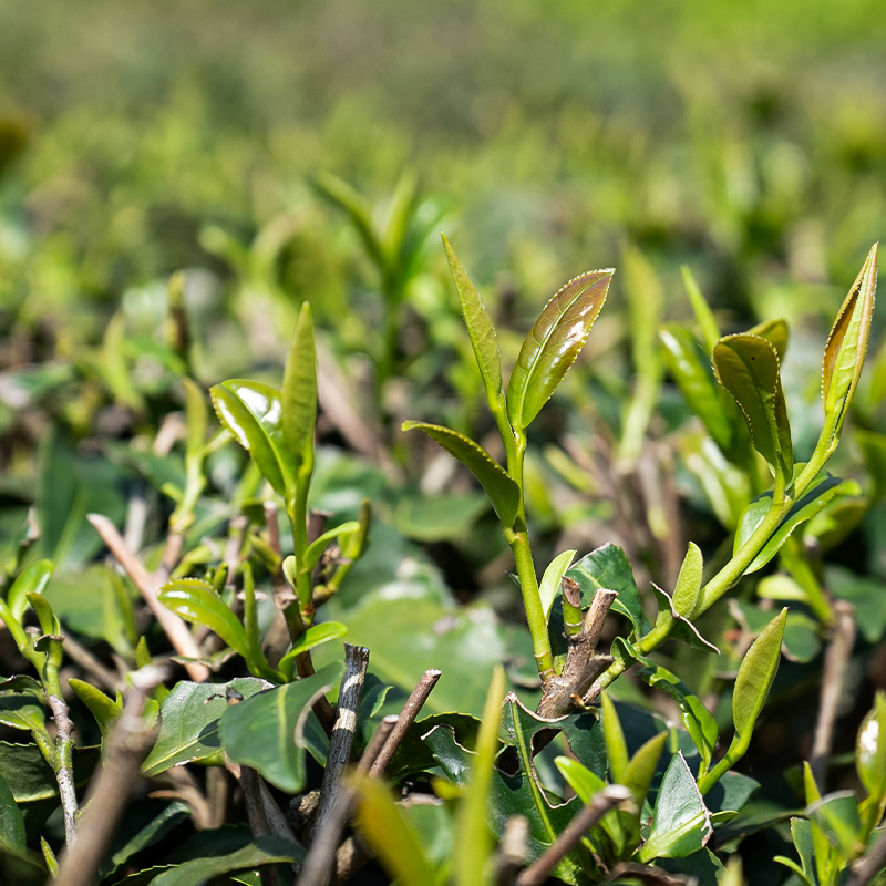 Autumn Tea Anxi Tieguanyin 2023 | Light Aroma| Fresh Orchid Fragrance| Rich and High Aroma