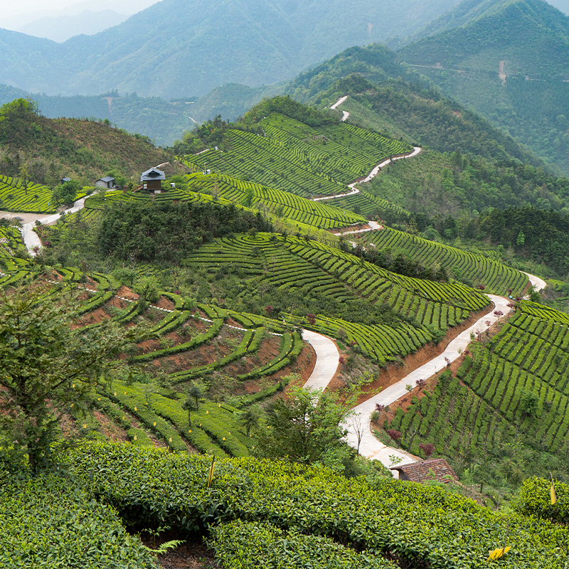 Anhua Dark Tea | Tianjian 2018 | 5-Year Aged | Traditional Handcraft Bamboo Basket Packaging | 500g