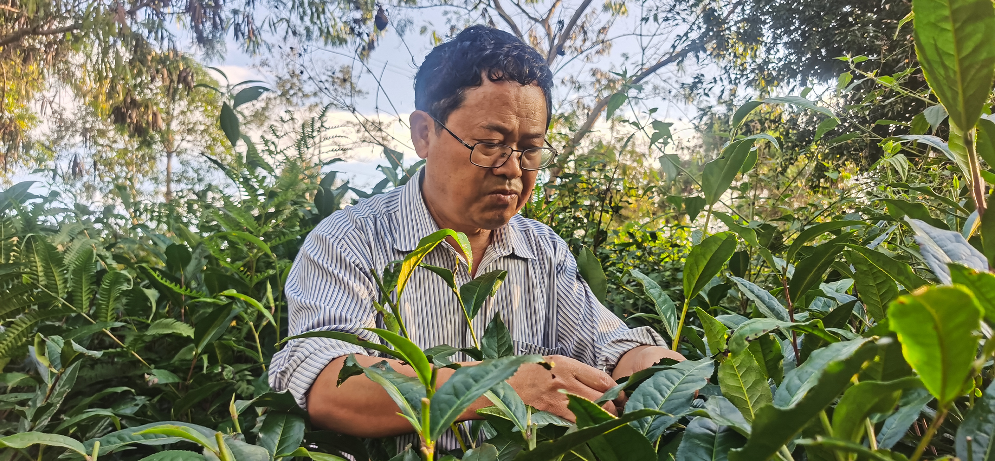 Yunnan Ancient Tree Sun-Dried Red Tea