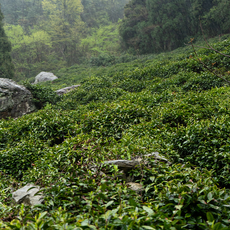 Huangshan Maofeng 2023 | April Harvest| Unique Orchid Aroma | Top Ten Famous Tea of China