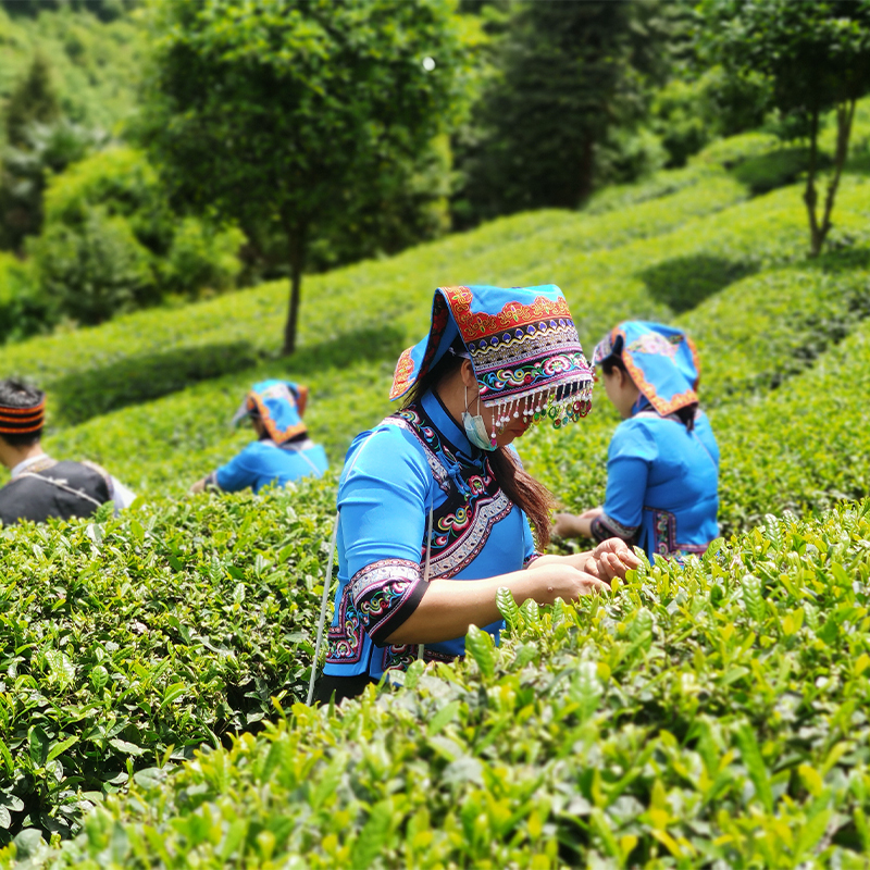 Guizhou Xueya Green Tea 2023 | Pre-rain Harvest | Distinct Chestnut Aroma