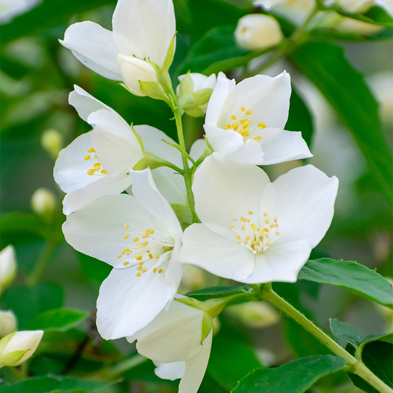 Jasmine Tea | Six Times Scenting | No Essence Additives | 2023 Harvest | Heavenly Aroma