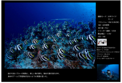 OLYMPUS TG-6 運動相機 潛水相機 15米防水 防塵 抗衝擊 耐結露 TG-7 新款